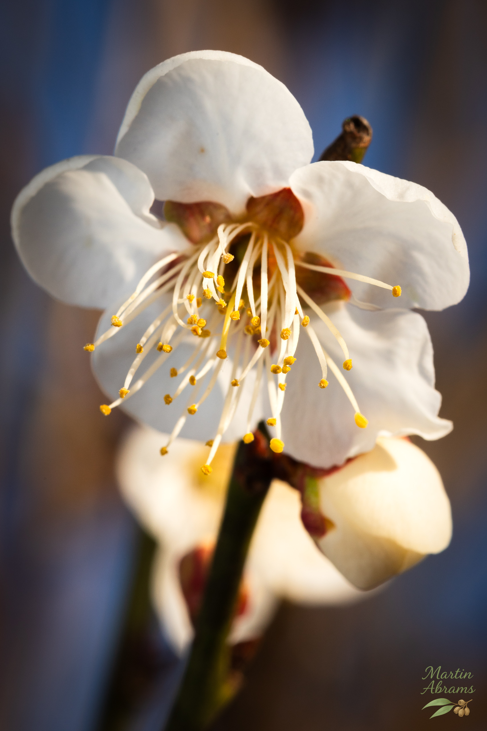 White plum blossoms facing down